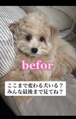 トリミング前のぽてとちゃん3