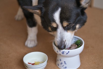 食事中の黒いコーギー