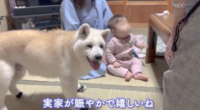 赤ちゃんの前で微笑むような犬