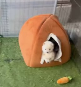 ハウスから顔を出す2頭の柴犬パピー