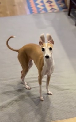 ずっとお耳が立っている