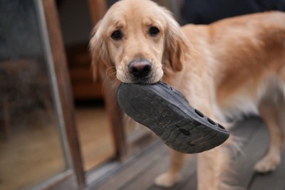 スリッパをくわえたレトリバー