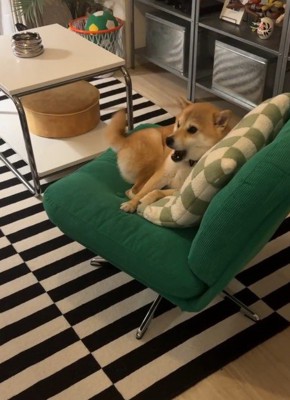 家族をお出迎え