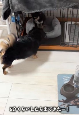 子犬に近寄っていく犬