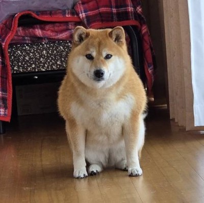 柴犬
