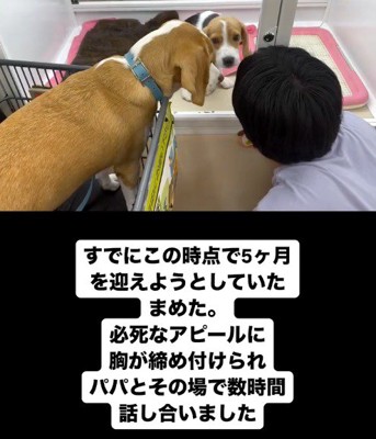 子犬のケージの前でしゃがむ飼い主