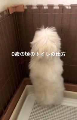 0歳のもちちゃん