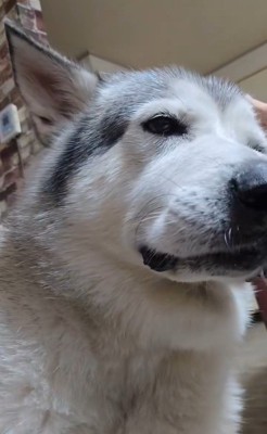 耳掃除中のアランちゃん6