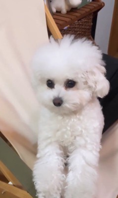 飼い主さんが起きたときのおこめちゃん2