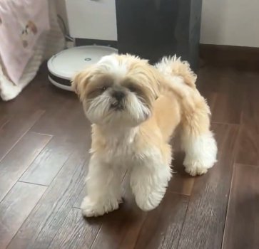 ボーロ