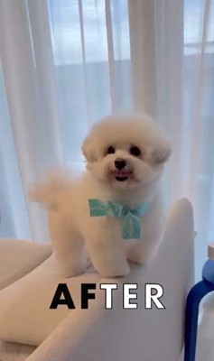 ジジくんのビフォーアフター3