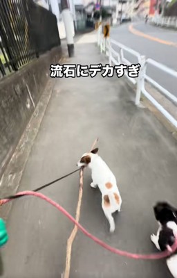 前を向けないバディくん