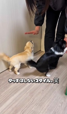 ママさん帰宅時のピノちゃん＆パルムちゃん6