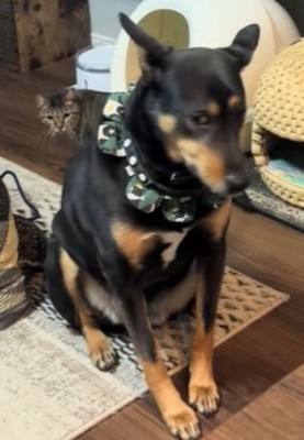 気づいていないフリ