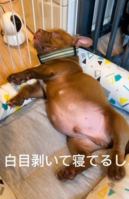 白目で寝ることも…