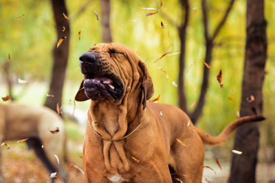 くしゃみをする大型犬