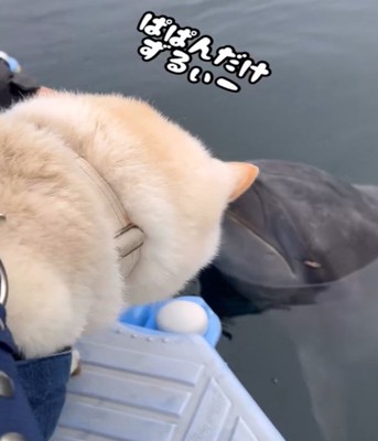 犬の頭アップ
