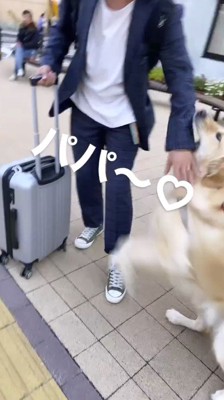 男性に甘える犬