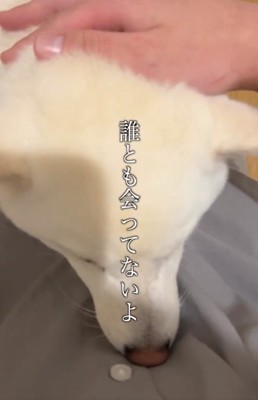 シラをきる飼い主さん