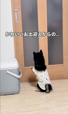 千幸ちゃんのお出迎え2