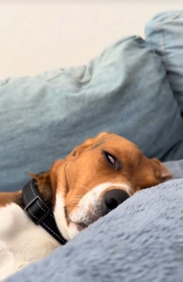 寝ている中型犬