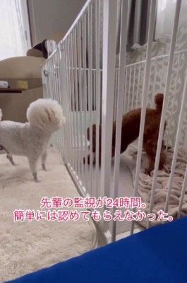 兄弟喧嘩が絶えない…