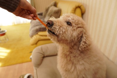 おやつを食べる犬の顔のアップ