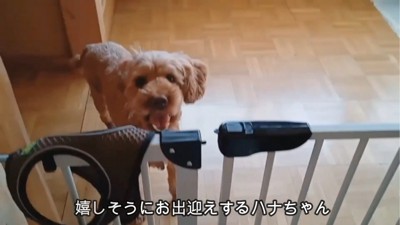 ママを見つめる犬