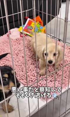 足湯を覚えた赤ちゃん犬5