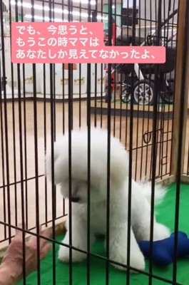 サークルの中の犬