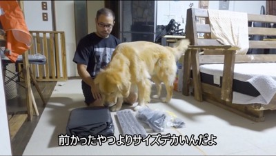 箱から取り出したゴムボートの匂いを嗅ぐ犬