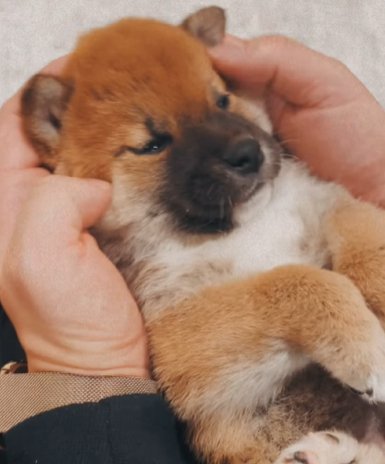 両手に包まれる柴犬の赤ちゃん