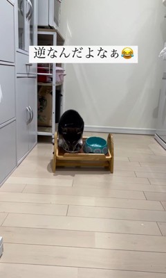 水を飲む猪之助くん