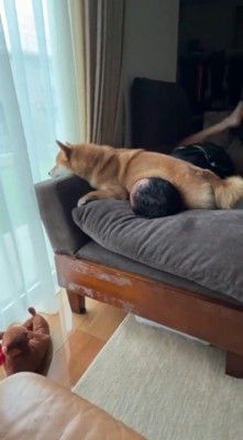 男性の顔の上にお腹を乗せて窓の外を眺める犬
