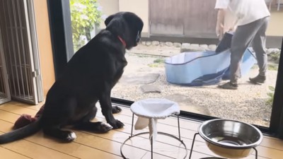 窓越しに飼い主さんをみるつきちゃん