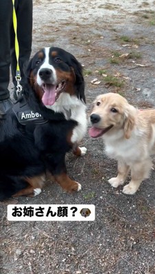 笑顔を見せる2頭の犬