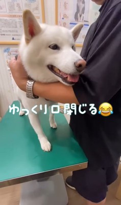 注射を打った時のだい吉くん9