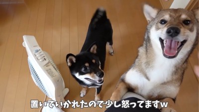 前に立ちはだかる2匹の犬