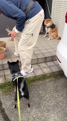 黒い犬と男性から視線を逸らす茶色い犬