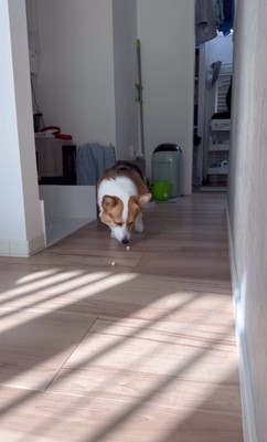 お菓子につられて出てくる中型犬