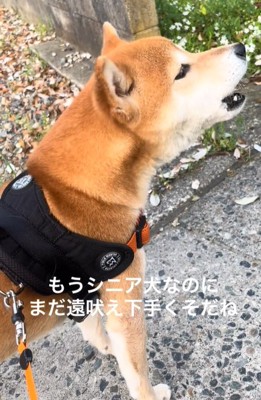 遠吠えする柴犬