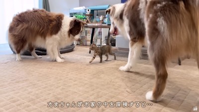 部屋を歩き始めると…