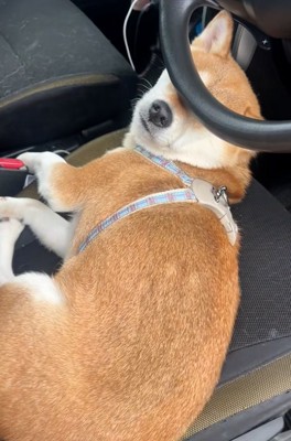 容疑者みたいななっとうちゃん