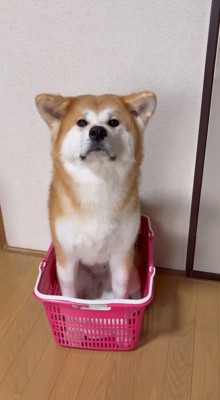 買い物カゴの中に座って飼い主を見上げる犬