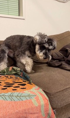 ぺぺ君が注意された時の反応3