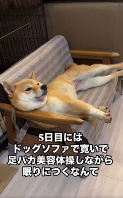 ドッグソファで横になるすももちゃん