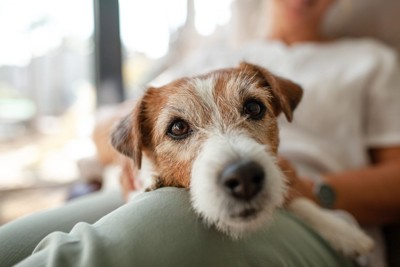 膝の上でくつろぐ犬の顔のアップ