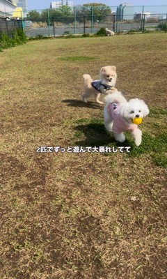 アムちゃんとアオくん6