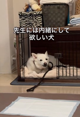 ハウスに入る犬