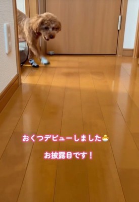 靴を履いたぴのちゃん登場